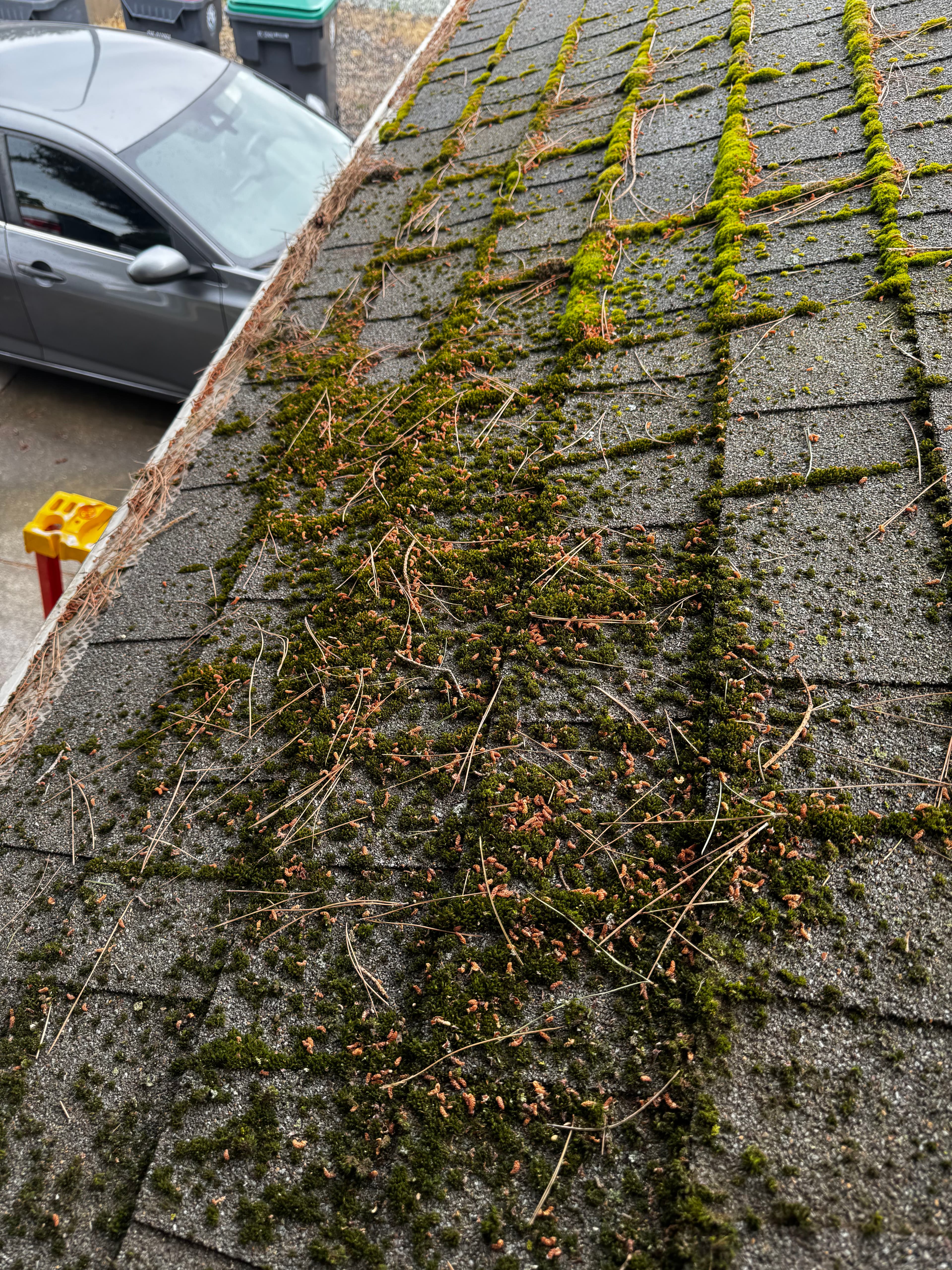 Featured post - moss removals